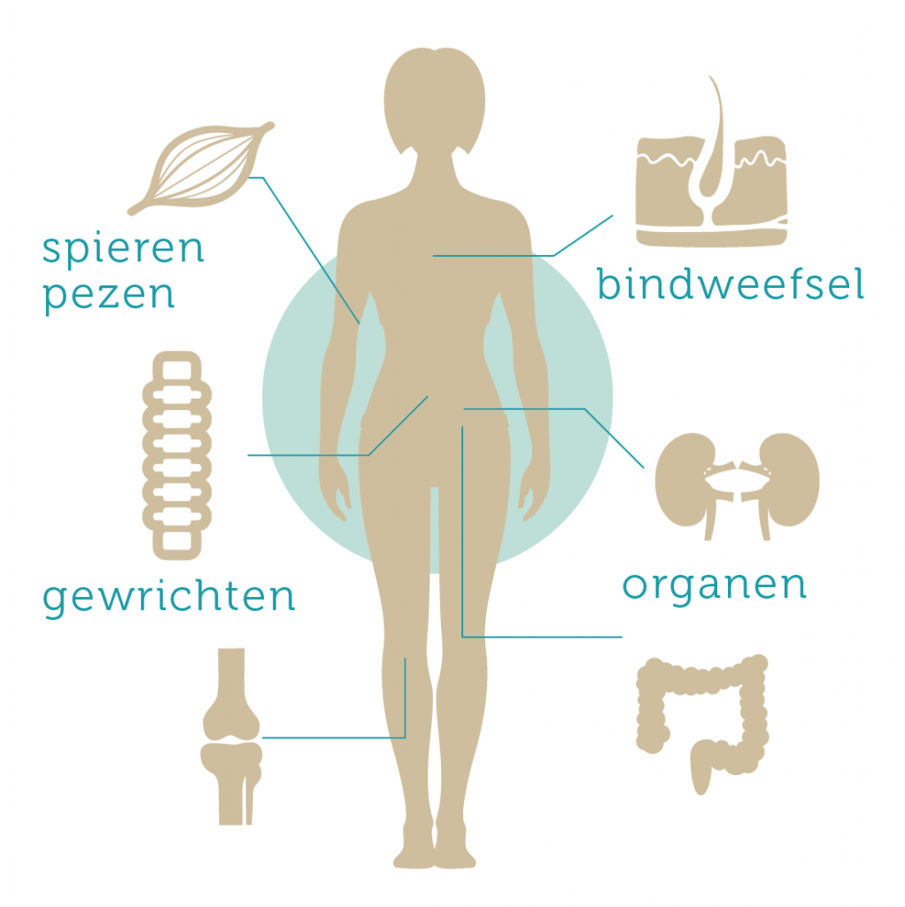 Osteopathie voor volwassenen Amsterdam - Osteopathie Herengracht